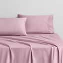 Egyptian Cotton Sateen Tulip