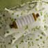 Sanderson National Trust Poets Rose Linen small 9025C