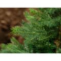 Kaemingk Everlands Grandis Fir Artifical Christmas Tree 1.8m/ 6ft  3